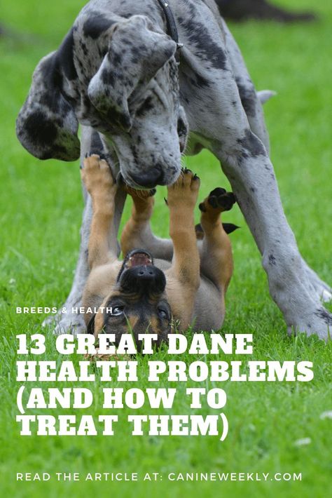 Great Dane Facts, Great Dane Puppies, Great Dane Rescue, Dane Puppies, Dog Wellness, Great Danes, Great Dane Puppy, Dane Dog, Great Dane Dogs