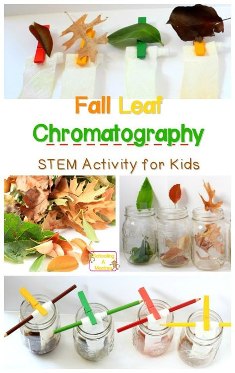 Chromatography Experiment, Fall Science Experiments, Fall Stem Activities, Chromatography For Kids, Fall Science, Preschool Stem, Fall Activities For Kids, Stem Activities For Kids, Fall Stem