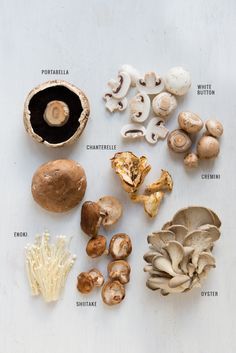 From oyster to portabella, this guide to mushrooms will show you how to identify, prep, store and cook with everybody's favorite fungi. Types Of Mushrooms, Mushroom Varieties, Edible Mushrooms, Food Info, Vegetable Drinks, Food Facts, Healthy Eating Tips, Mushroom Recipes, Portobello