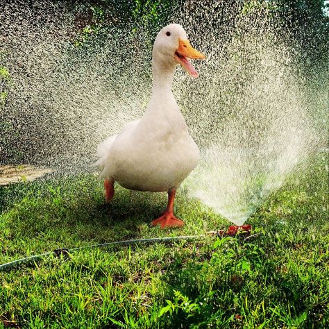 It's perfectly acceptable for full-grown ducks to run through sprinklers. Aflac Duck, Ducky Duck, Pet Ducks, Bird Watercolor Paintings, Backyard Poultry, Water Animals, Sprinklers, Baby Ducks, A Duck