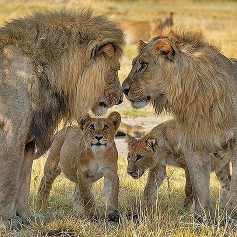 Lion Family Lion Family Pictures, Lion Family Photography, Big Cat Family, Lioness And Cubs, Lion Couple, Lion Family, Lion Photography, Lions Photos, Lion Love