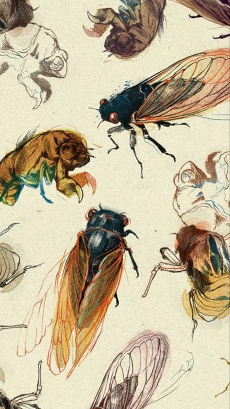 Lockscreen Wallpaper Vintage, Entomology Illustration, Cicada Art, Teagan White, Random Wallpaper, Bug Art, Wallpaper Tumblr, Beautiful Bugs, Insect Art