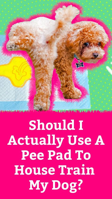 You’ve heard of puppy pee pads, but should you actually use them for house training? A trainer explains. Pee Pad Training Puppies Dogs, Maltese Yorkie Mix, Maltese Yorkie, House Training Puppies, Yorkie Mix, Dog Potty Training, Dog Potty, House Training Dogs, Puppy Pads