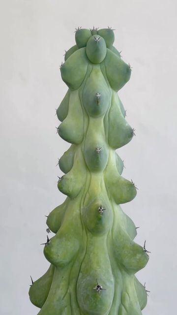 Dade Plant Co on Instagram: "She’s sexy and we allllll know it. Looking for the perfect Valentines gift for the plant lover in your life? This is it. DM us for more info. 📸: Myrtillocactus Geometrizans Fukurokuryuzinboku, or ‘Boobie Cactus’ #miamiplants #plants #plantsofinstagram #houseplants #rareplants #plantsmakepeoplehappy #plantmom #plantdad #plantlover #unboxing #plantsforsale #plantsale #monstera #raremonstera #plantshop #plantshopping #plantsale #plantparents #coolplants #boobiecactu Cactus Plants Indoor, Plant Gift, Indoor Cactus Garden, Goth Garden, Weird Plants, Balcony Plants, Plants Are Friends, Veg Garden, Desert Plants