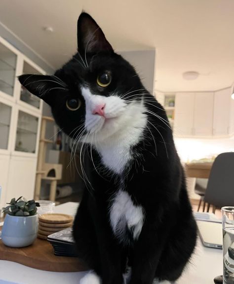 Cute Cat 🐱kettens 🐱cute cats 😻pets 😻 Dream's Cat, Cat Plants, Black And White Cat, Cat Whiskers, Tuxedo Cat, Cat Aesthetic, Funny Cute Cats, Cute Cats And Dogs, Silly Cats