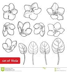 African Violet Flower, Viola Flowers, Violet Tattoo, Viola Flower, Small Tats, Flower Line Drawings, Flower Bunch, Animal Study, African Violet