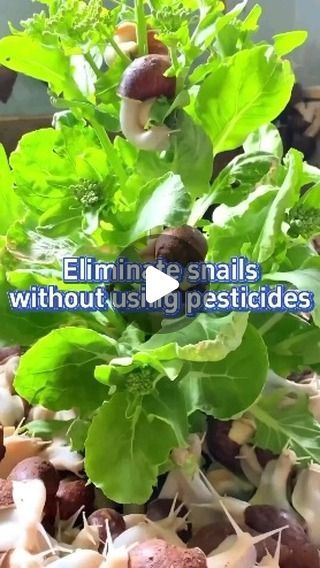 Pest Spray, Garden Hacks Diy, Gardening Planting, Snails In Garden, Food Gardening, Small Vegetable Gardens, Vegetable Garden Diy, Garden Pest Control, Fertilizer For Plants