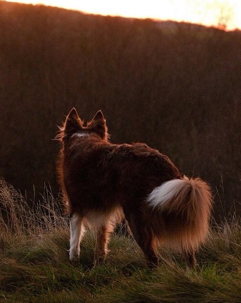 Border Collie Brown Border Collie, Red Border Collie, White Border Collie, Battle Field, Cheap Dogs, Labrador Retriever Puppies, Herding Dogs, Border Collie Dog, Yorkshire Terrier Puppies