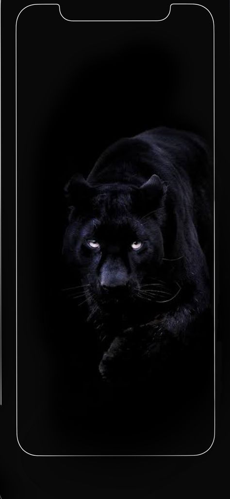 Black Panther Iphone Wallpaper, Panther Iphone Wallpaper, Lion Hd Wallpaper, Animal Wallpapers, Best Wallpaper Hd, Best Wallpaper, Iphone Screen, Animal Wallpaper, Black Panther