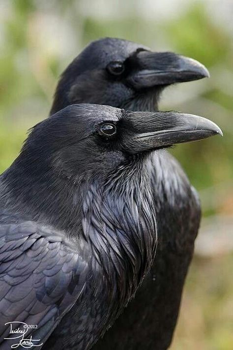 Ravens | dgward55 | Flickr Raven And Wolf, Black Crows, American Crow, Raven Bird, Crow Art, Jackdaw, Raven Art, Crows Ravens, Kraken