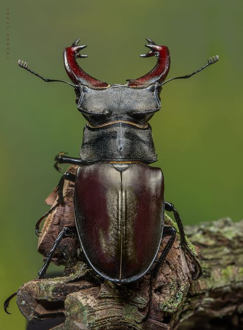 v2 (1105×1500) Beetle Aesthetic, Lucanus Cervus, Beautiful Insects, Bugs Life, Beetle Insect, The Stag, Cool Bugs, Stag Beetle, A Bug's Life