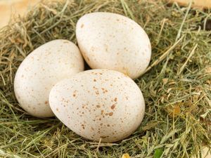 Turkey Eggs, Selling Eggs, Turkey Dressing, Egg Nutrition, Types Of Eggs, Backyard Chicken Farming, Tasty Meat, Duck Eggs, Turkey Meat