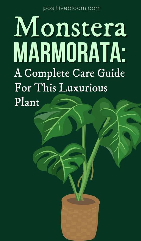 Learn everything you need to know about luxurious and rare Monstera Marmorata. Follow this plant care guide to keep your plant healthy and growing. Monserat Plant, Plant Care Guide, Indoor Gardening, Plant Collection, Plant Care, Need To Know, Herbs, Plants