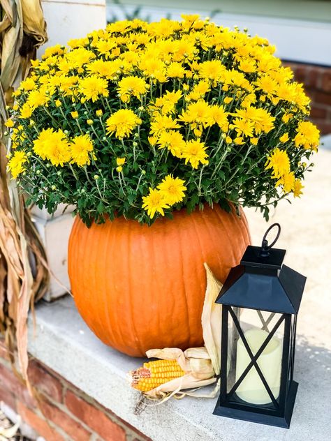 How To Make A Mum & Pumpkin Planter - Yellow mum and pumpkin Make A Mum, Jack O Lantern Diy, Mum Planters, Potted Mums, Beach Centerpieces, Decoupage Pumpkins, Mums In Pumpkins, Fall Front Porch Decor Ideas, Pumpkin Planter