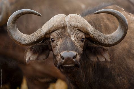 African Buffalo by Paul Tessier African Buffalo Photography, Buffalo Photography, Buffalo Painting, African Buffalo, Buffalo Art, Buffalo Bulls, Buffalo Skull, Giraffe Art, Nature Tattoos