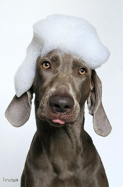 Dog Grooming Photoshoot, Dogs As People, Pet Advertising, Yorkshire Dog, Animal Photoshoot, Dog Grooming Shop, Dog Spa, Dog Grooming Salons, Weimaraner Dogs