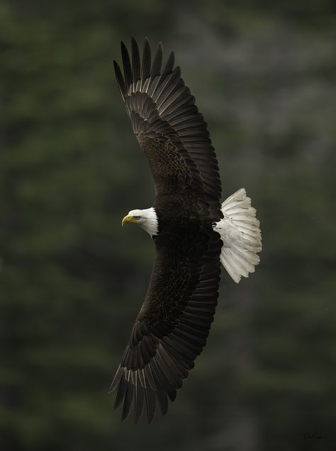 Animal Body Parts, Eagle Bird, Eagle Wings, Birds Of Prey, People Photography, Vancouver Island, Nature Animals, Engagement Activities, Animal Theme