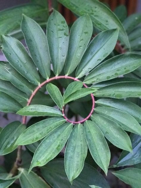 Spiral - Plant Therapy Tropical Leaves Photography, Fibonacci In Nature, Spiral Plant, Spirals In Nature, Rainforest Plants, Geometry In Nature, Pottery Wall, Leaf Photography, Fibonacci Spiral