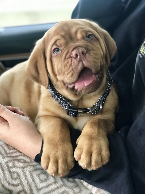 Dogue de Bordeaux French Mastiff Puppies, French Mastiff Dog, Bordeaux Dog, Dogs Big, Mastiff Breeds, Giant Dog Breeds, French Mastiff, Mastiff Puppies, Big Dog Breeds