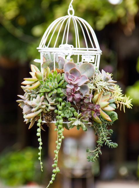 Jaulas con suculentas, maceteros originales Birdcage Planter, Cactus Arrangement, Succulent Garden Design, Decor Plants, Fairy Garden Designs, Succulent Garden Diy, Bird Cage Decor, Hanging Succulents, Smart Garden