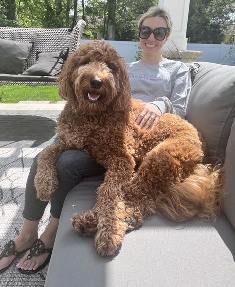 Giant Poodle, Romantic Animals, Goldendoodle Grooming, Standard Goldendoodle, F1b Goldendoodle, Lego Collection, Golden Doodles, Family Dog, Golden Doodle