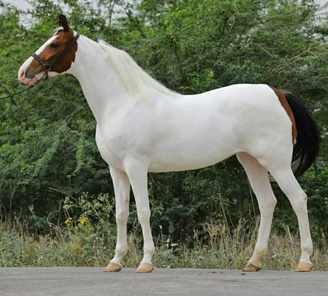 Bay Tobiano Horse, Tobiano Warmblood, Tobiano Horse, Horse Art Reference, Bay Max, Mare Horse, Horse Markings, Marwari Horses, American Paint Horse