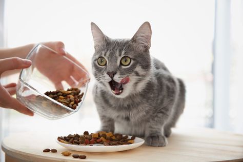 Organic Cat Food, Cute Animal Names, Natural Cat Food, Cat Food Brands, Pregnant Cat, Best Cat Food, What Cat, Food Intolerance, Bad Cats