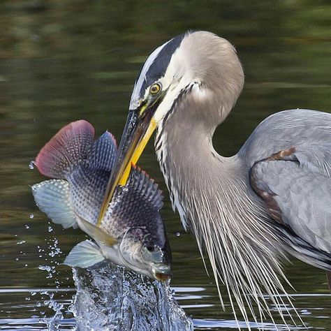 Bird Catching Fish, Canada In Winter, Great Blue Heron Drawing, Heron And Snake, Prottoy Heron, Great Blue Heron Flying, Animals Reference, Bird Pics, Life Reference