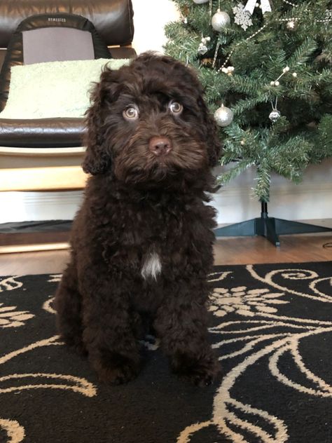 Cute Chocolate Brown Cockapoo Puppy By Christmas Tree Maltipoo Chocolate Brown, Chocolate Cockapoo, Brown Cockapoo, Cute Fluffy Dogs, Puppy Sitting, Cockapoo Dog, Cockapoo Puppies, Cocker Spaniel Puppies, Super Cute Puppies