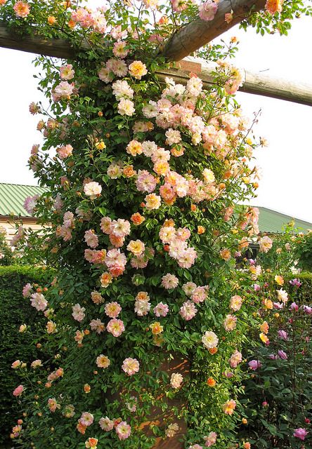 Rambling rose 'Phyllis Bide' | by Susan R~ Rose Garden Landscape, Design Garden Ideas, Rambling Rose, Aesthetic Garden, Garden Vines, Garden Aesthetic, David Austin Roses, Climbing Vines, David Austin