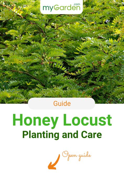 The Honey Locust (Gleditsia triacanthos), also known as the leather husk tree, is native to the central and western areas of America. The tree is most commonly found in mixed forests along river banks. The Honey locust is characterized by pinnate leaves and long thorns. Learn in this guide everything important to know about this tree! #mygardencom #mygarden #honeylocust #trees Shade Master Honey Locust Tree, Permaculture Guilds, Honey Locust Tree, Locust Tree, Landscape Planner, City Tree, Tree Seedlings, Honey Locust, Tree Nursery