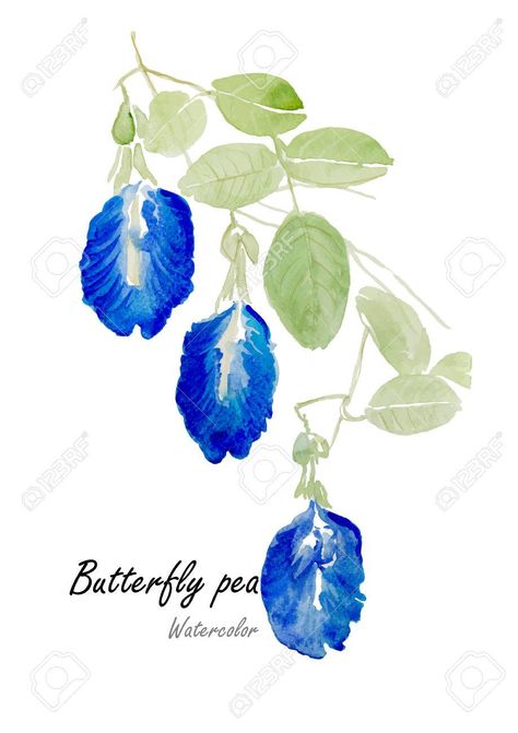 Butterfly pea or Blue pea.Hand drawn watercolor painting on white background.Vector illustration , #Affiliate, #Hand, #drawn, #Blue, #Butterfly, #pea Picture Of Butterfly, Bunga Telang, Contemporary Botanical Art, Leaf Artwork, Flower Line Drawings, Fabric Paint Designs, Butterfly Pea Flower, Butterfly Pea, Butterfly Painting