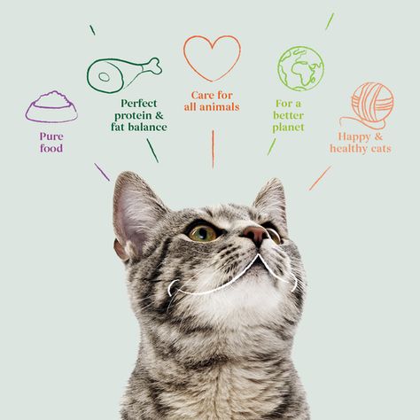 Dog Food Marketing, Cat Food Advertising, Cat Eating Food, Minimal Logo Design Inspiration, Pet Advertising, Pet Food Packaging, Dog Marketing, Pet Branding, Cat Food Brands