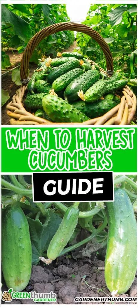 Cucumber Harvest | When to Pick Cucumbers | Green Thumb Gardener When To Pick Cucumbers, When To Harvest Cucumbers, Cucumbers Growing, How To Grow Cucumbers, Grow Cucumbers, Cucumber Gardening, Container Garden Design, Cucumber Plant, Growing Cucumbers