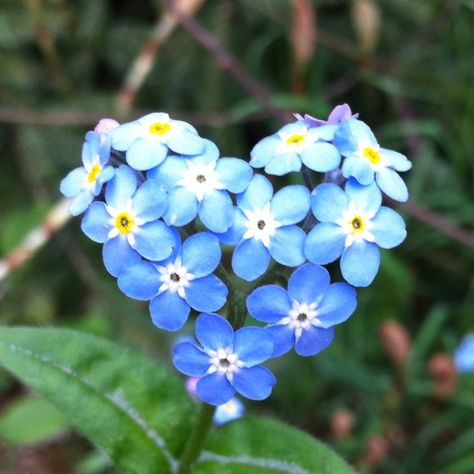 Heart shaped Forget-Me-Not. Heart In Nature, I Love Heart, Heart Images, Arte Floral, Felt Hearts, Heart Art, Forget Me Not, Beautiful Blooms, Heart On