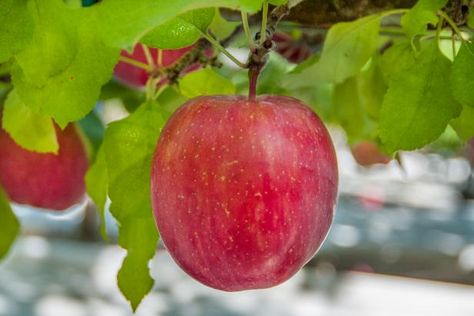 These days, most apple trees aren’t grown from seed, but that doesn’t mean you can’t try. If you’ve got ambitions to rival Johnny Appleseed’s, here’s how to go about it. Freezing Cabbage, Freezing Cherry Tomatoes, Freezing Onions, Apple Tree From Seed, Washington Apple, Freezing Apples, Cream Style Corn, Fuji Apple, Sprouting Seeds