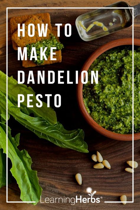 How to Make Dandelion Pesto (An Amazing Spring Tonic!) – LearningHerbs Dandelion Pesto Recipe, Dandelion Pesto, Dandelion Benefits, Medicine Garden, Bitters Recipe, Witchy Kitchen, Foraging Recipes, Dandelion Jelly, Dandelion Leaves