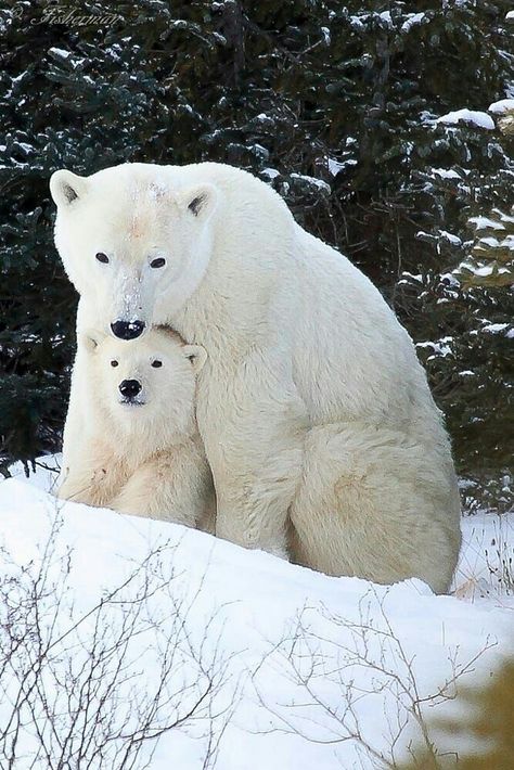 Winter Polars! Baby Polar Bear, Baby Polar Bears, Big Mama, Bear Pictures, Bear Cubs, Polar Bears, Cute Animal Pictures, Sweet Animals, Animal Planet