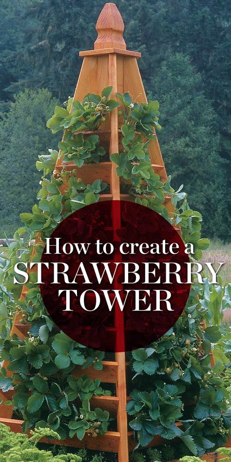 Herb Garden Tower, Strawberry Asparagus Bed, Strawberry Gardening Ideas, Strowbary Garden, How To Grow Strawberries Vertically, Strawberry Patch Ideas Raised Beds, Strawberry Garden Ideas Raised Beds, Strawberry Growing Ideas Vertical, Strawberry Raised Bed