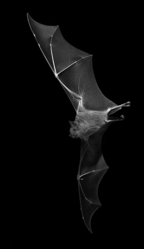 Batty bat! Scary Bat, Bat Animal, Bat Flying, Bat Tattoo, Bat Art, Albino Animals, Cute Bat, Creatures Of The Night, Foto Art