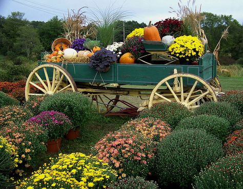 Harvest Wagon by rich66 ~~, via Flickr The Great Pumpkin Patch, Garden Center Displays, Farm Wagons, Outside Fall Decor, Garden Wagon, Fall Mums, Image Halloween, The Great Pumpkin, Great Pumpkin