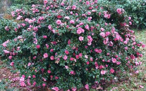 Sasanqua Camellia, Camellia Sasanqua, Front Yard Plants, Yard Plants, Buy Plants Online, Texas Gardening, Foundation Planting, East Texas, Sun And Water