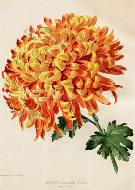 Japanese Chrysanthemum in YellowOrange 1897 by PaperPopinjay, $10.00 Tattoo Chrysanthemums, Swadhisthana Chakra, Chrysanthemum Morifolium, Chrysanthemum Painting, November Birth Flower, Japanese Chrysanthemum, Chrysanthemum Tattoo, Sunflowers And Daisies, Garden Flower Beds