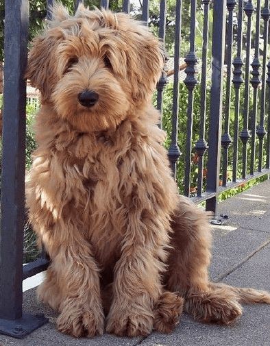 Family Doodle, Labradoodle Haircut, Doodle Dog Breeds, Tibet Terrier, Goldendoodle Grooming, Mini Goldendoodle Puppies, Labradoodle Dogs, Jesus Girl, Really Cute Puppies