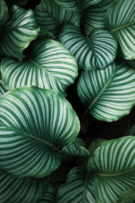 Cleaning Plant Leaves, How To and Tips Air Cleaning Plants, Paper Towns, Green Leaf Print, Plant Images, Plant Photography, Free Plants, Plant Pictures, Green Aesthetic, Tropical Leaves