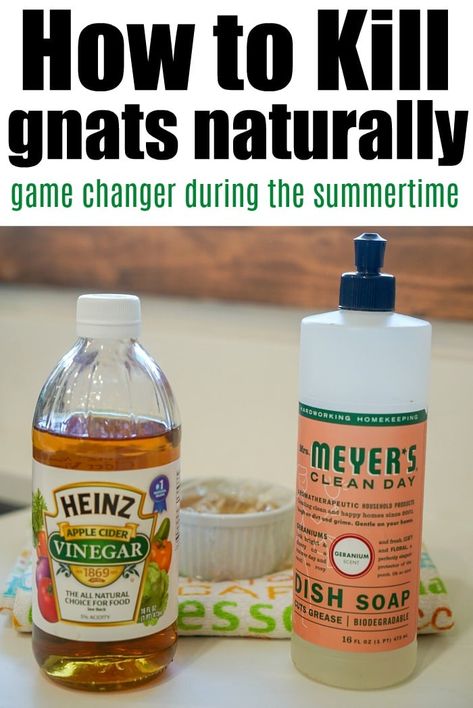 How to get rid of gnats naturally with just 2 household products and no chemicals necessary. Helpful in the summertime when they love your kitchen too much. Gnats In Kitchen, How To Kill Gnats, How To Get Rid Of Gnats, Natural Dish Soap, Healty Dinner, Liquid Sugar, Fruit Fly Trap, Dirty Dishes, Cleaning Day