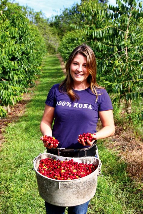 Kona_coffee_Hawaii_closer_look Hawaii Coffee Shop, Highland Coffee, Coffee Berries, Grow Coffee, Kona Coffee Tour Hawaii, Kona Coffee Hawaii, Coffee Farmers, Highlands Coffee, Coffee Process