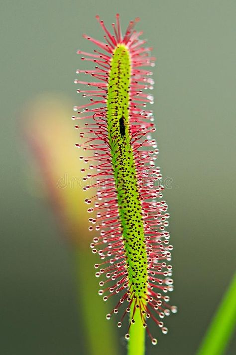 Plants Reference, Sundew Plant, Alien Illustration, Mosquito Plants, Insectivorous Plant, Bog Plants, Savage Garden, Pitcher Plant, Venus Fly Trap