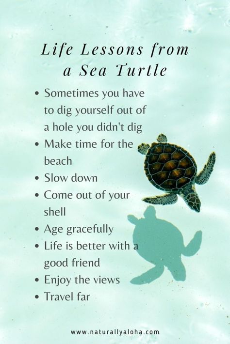 6 Beautiful Life Lessons from a Sea Turtle - Naturally Aloha Hawaii Quotes, Turtle Spirit Animal, Turtle Symbolism, Turtle Quotes, Spirit Animal Meaning, Beach Quotes, A Turtle, A Sea, Wise Quotes