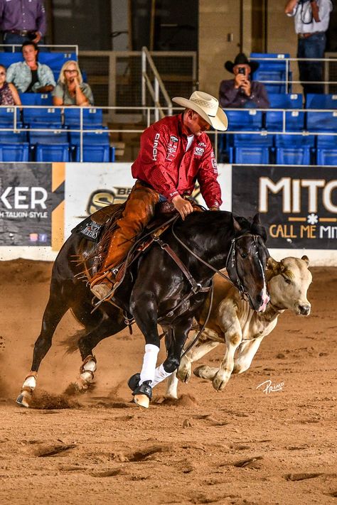 If Western riding had a triathlon, reined cow horse would be it 🐴  This exciting sport features stock horses performing in three distinct events with scores going toward a composite score to win. Each event is derived from ranching duties, but reined cow horse has evolved to showcase the horse’s athletic ability at a high level.   Dive in to learn more about this showdown between the cow and the cow horse ⬇️ Western Horse Riding, Training Style, Working Cow Horse, American Quarter Horse Association, Ranch Riding, Cow Horse, Reining Horses, Eventing Horses, Rodeo Horses